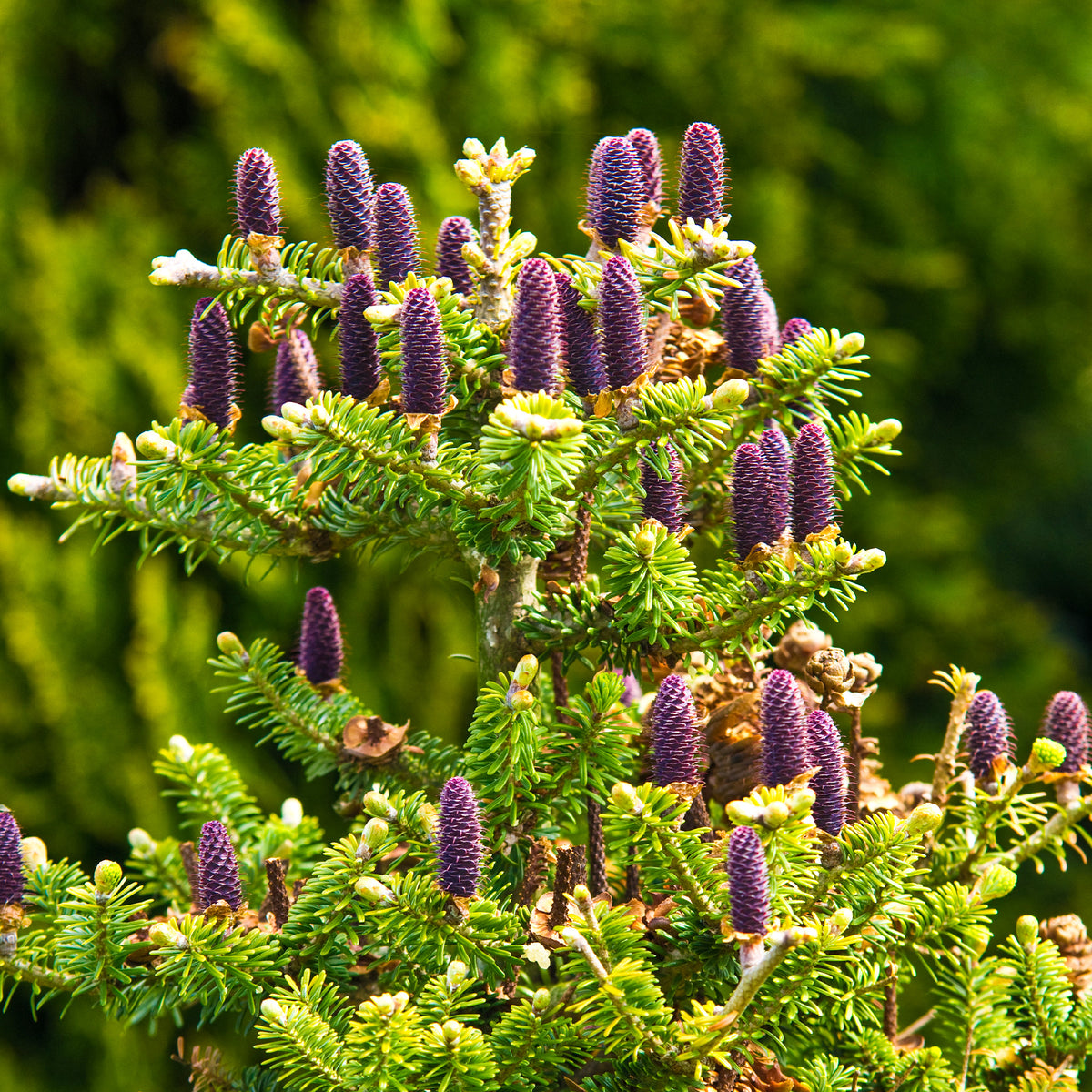 Koreatanne - Willemse