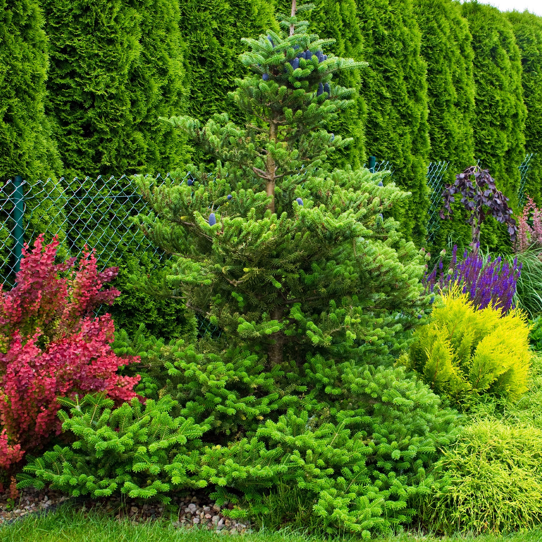 Koreatanne - Abies koreana - Willemse