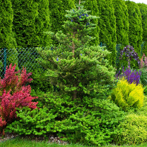 Koreatanne - Abies koreana - Willemse