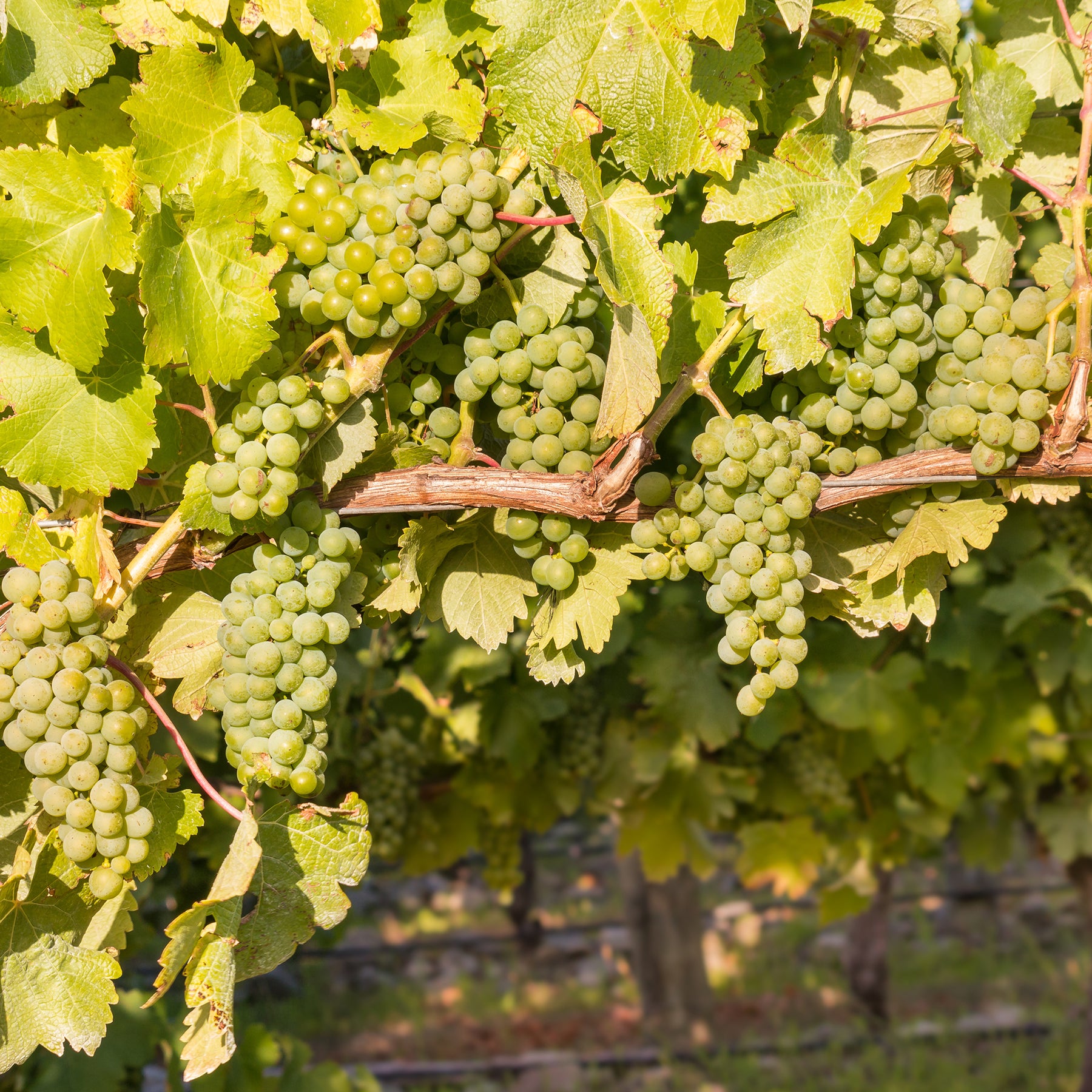 Weinrebe ‘Chardonnay’ - Willemse