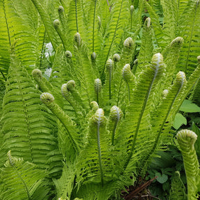 Matteuccia struthiopteris - Straußenfarn (x2) - Stauden
