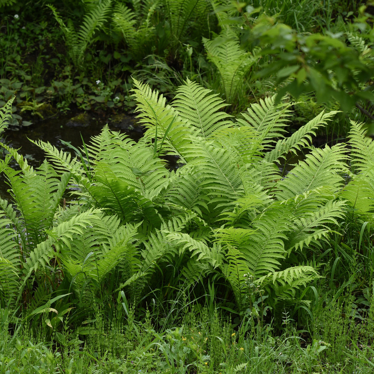 Straußenfarn (x2) - Willemse