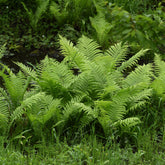 Straußenfarn (x2) - Willemse