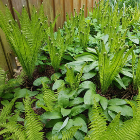 Straußenfarn (x2) - Matteuccia struthiopteris - Willemse