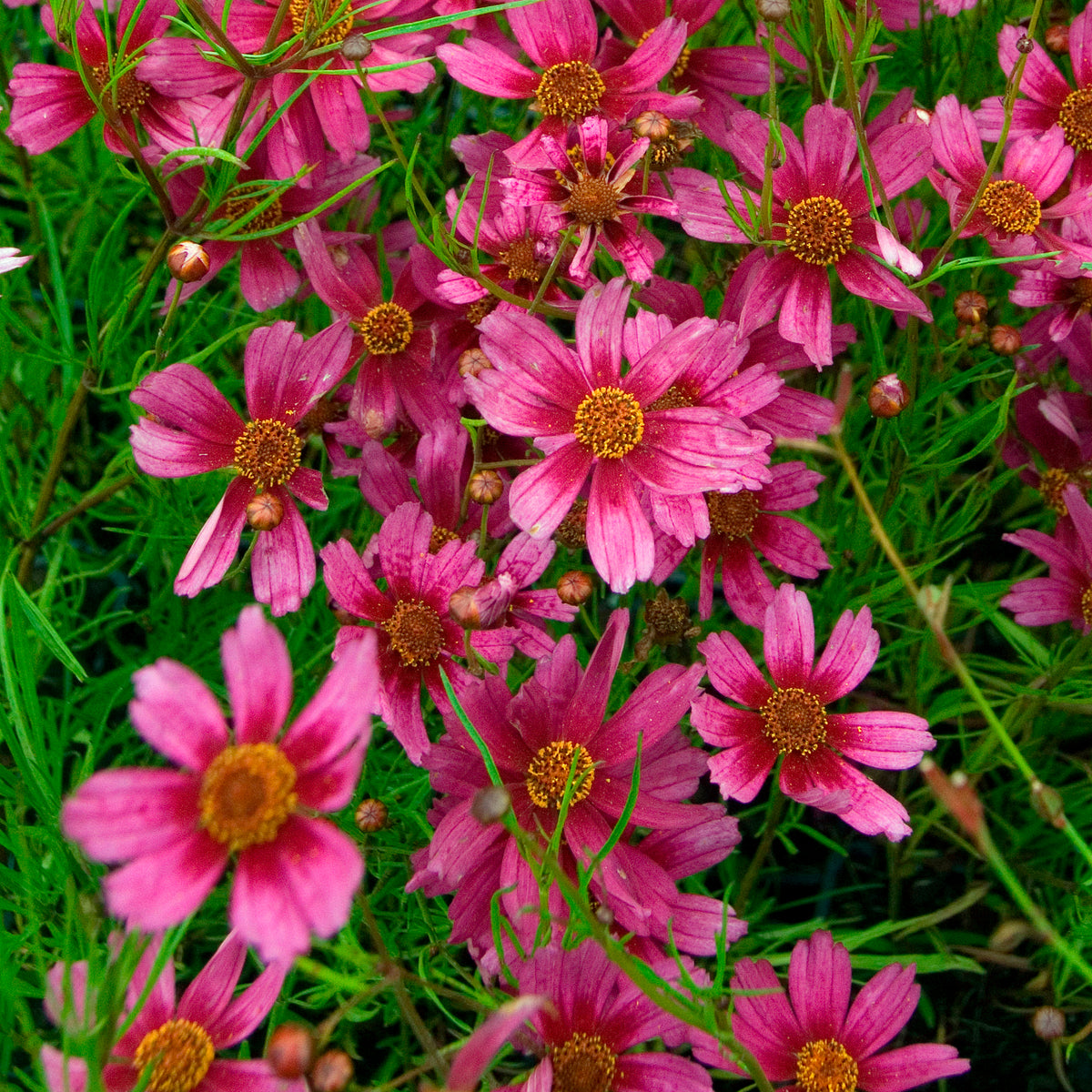 Mädchenauge ‘Heaven’s Gate’ - Coreopsis rosea heaven's gate - Willemse