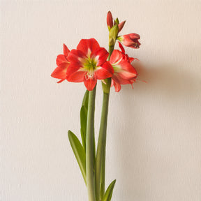 Garten-Amaryllis Sonatini Eye Catcher (x3)