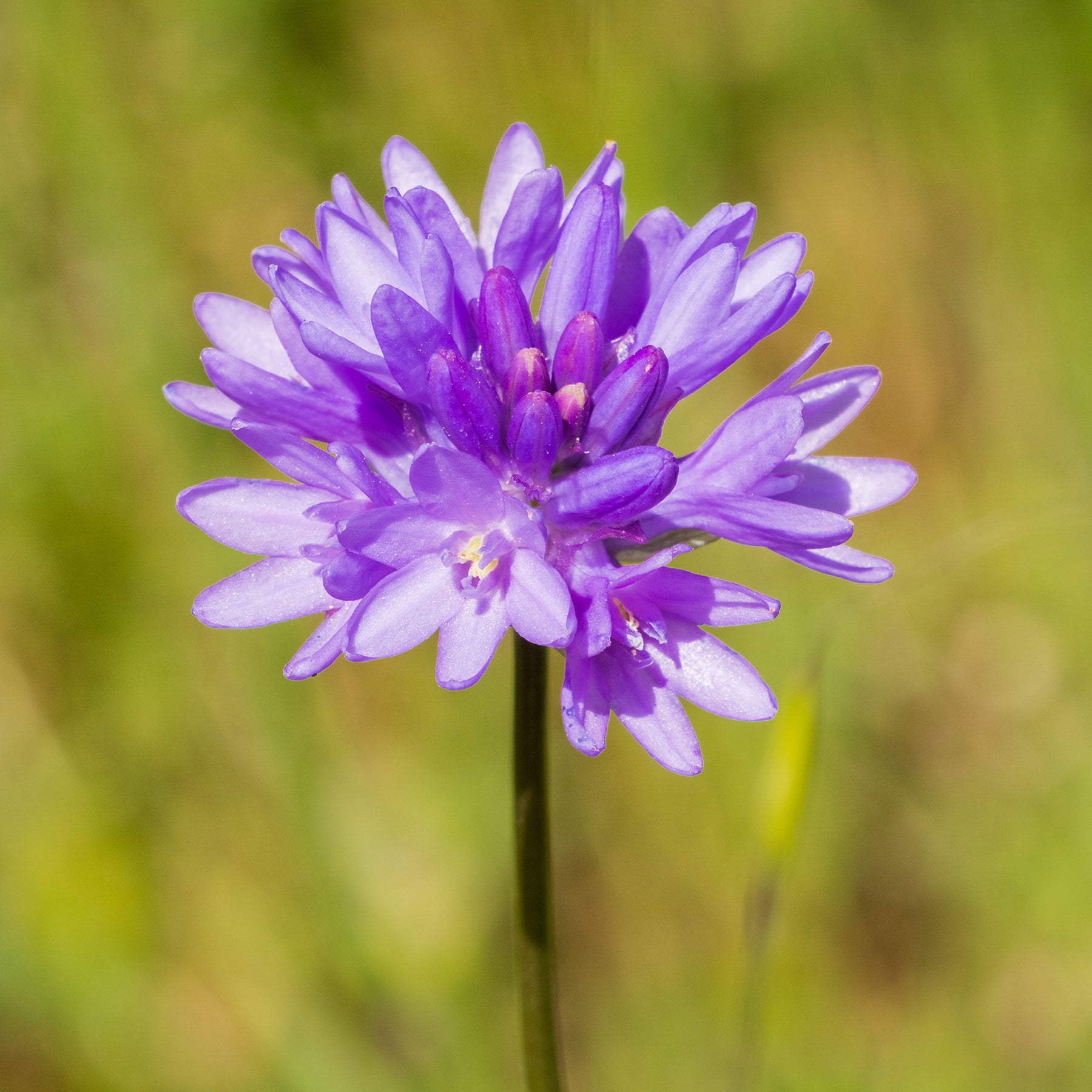 Frühlingsstern - Willemse