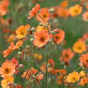 Nelkenwurz ‘Totally Tangerine’ - Nelkenwurz - Willemse