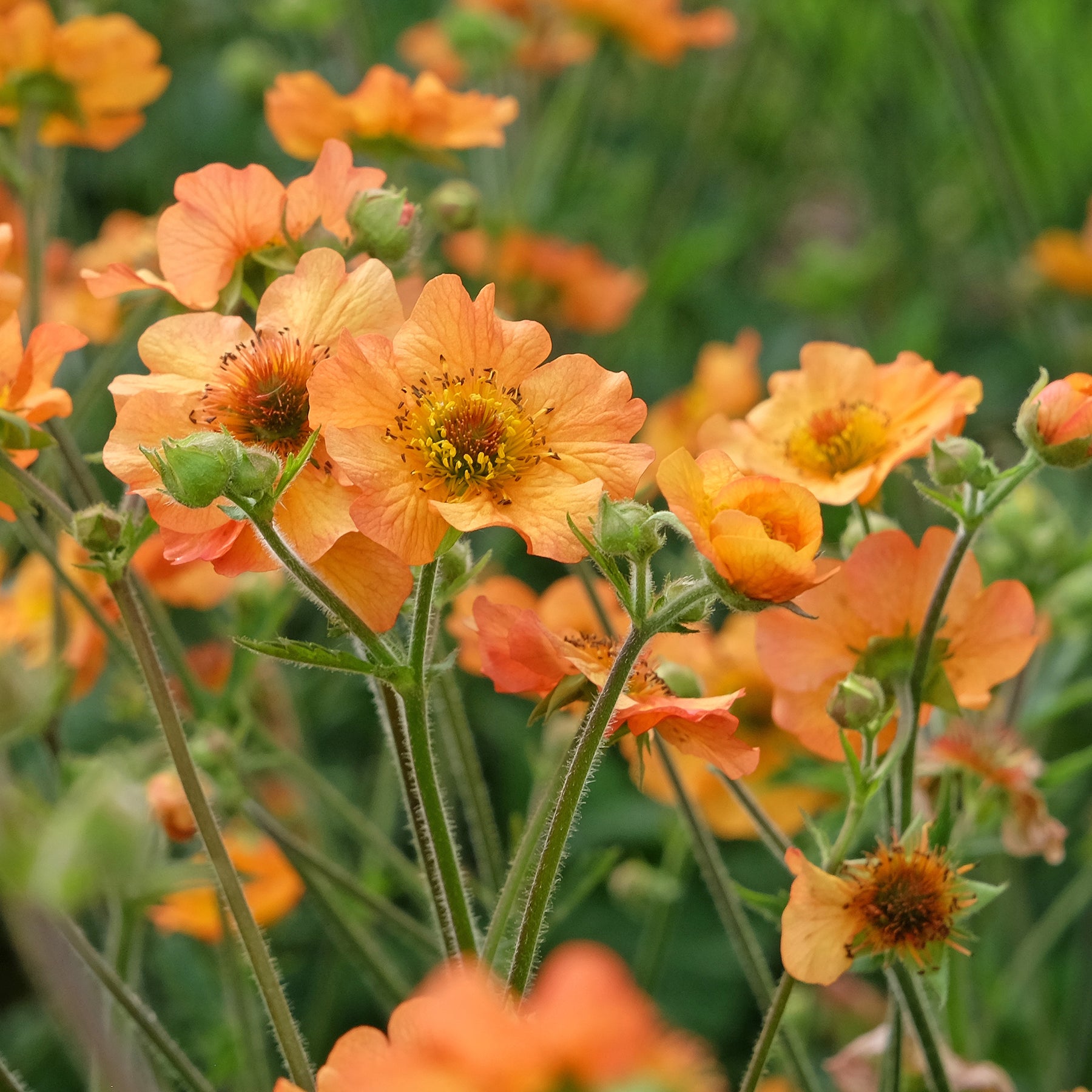 Verkauf Nelkenwurz ‘Totally Tangerine’