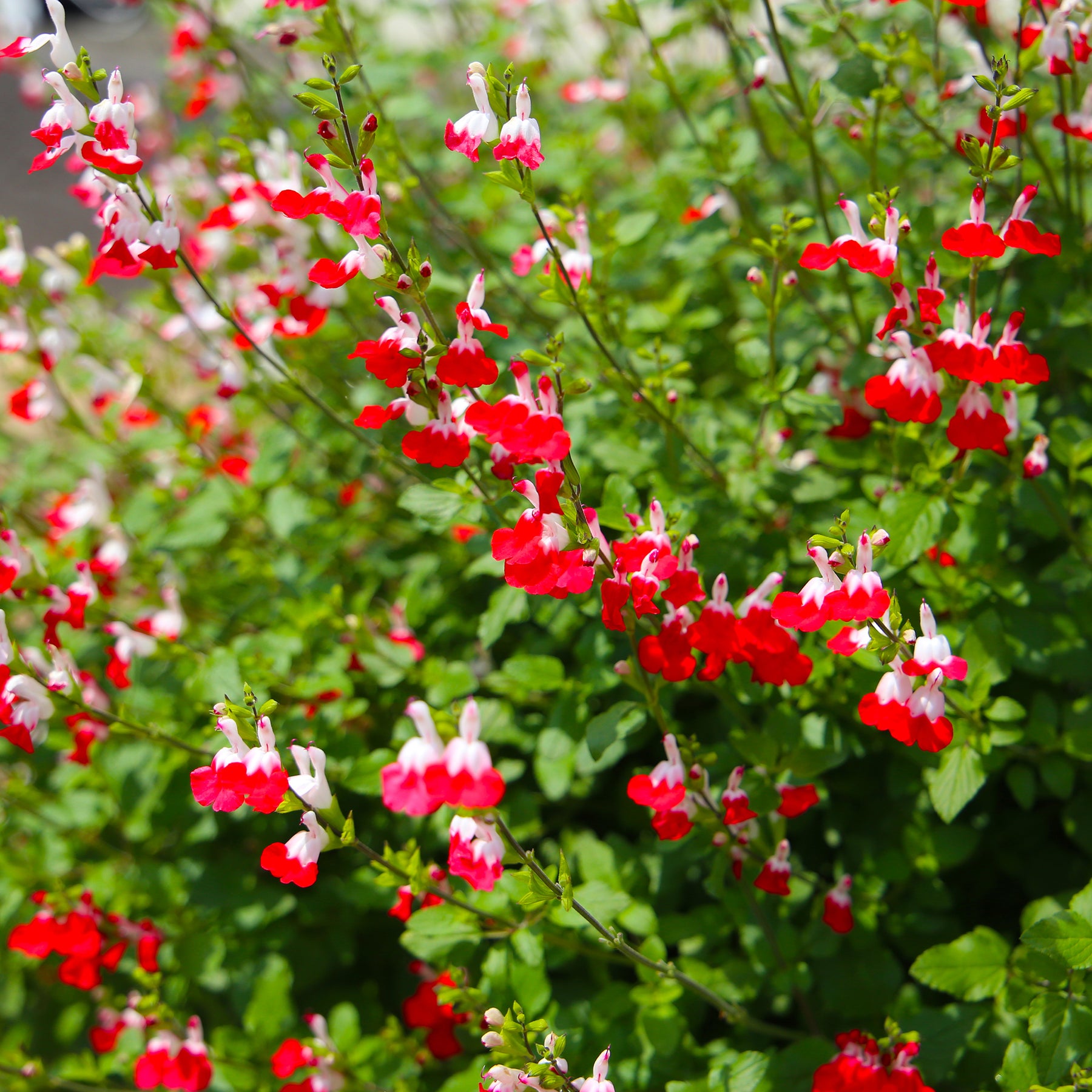 Salbei Hot Lips (x2)
