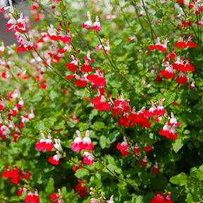 Salbei Hot Lips (x2)