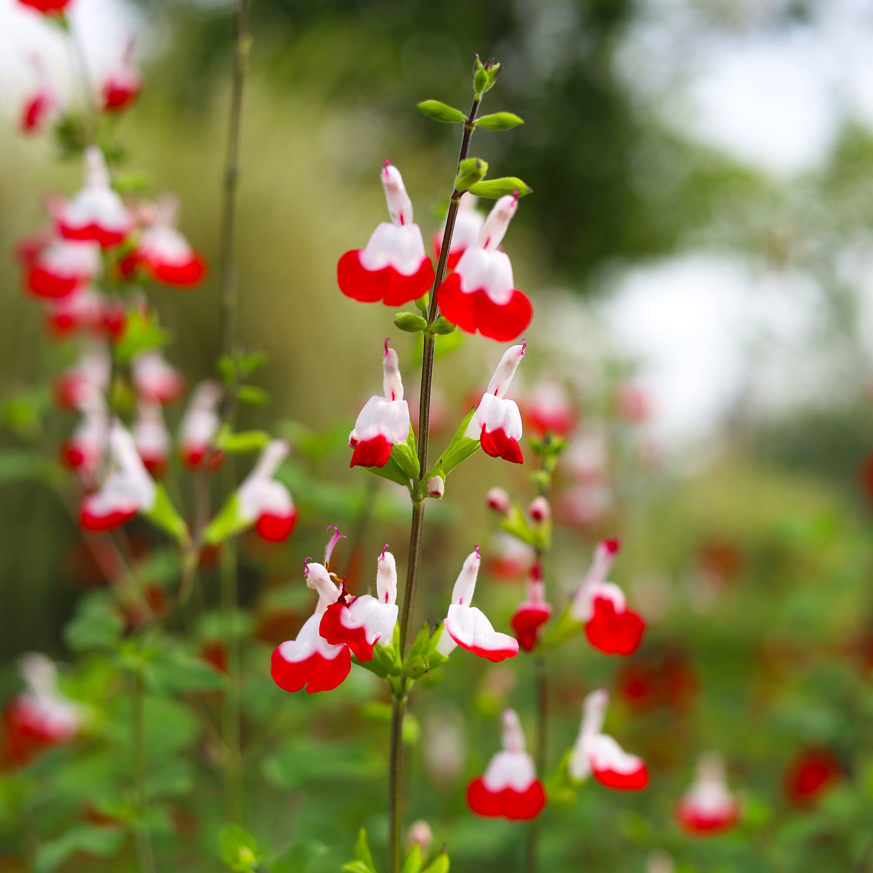 Salbei Hot Lips (x2)