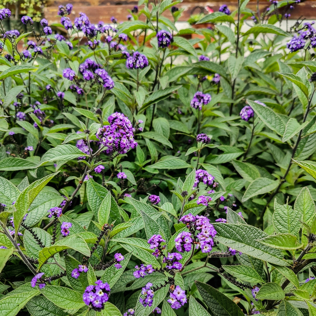 Vanilleblume (x3) - Willemse