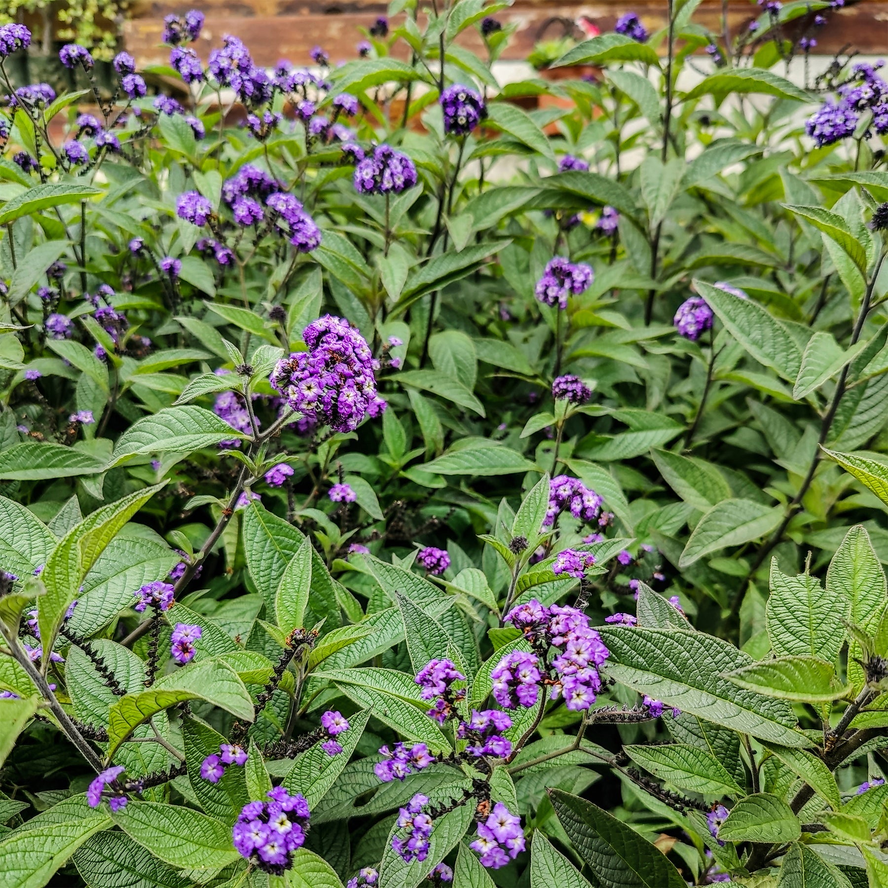 Vanilleblume (x3) - Willemse