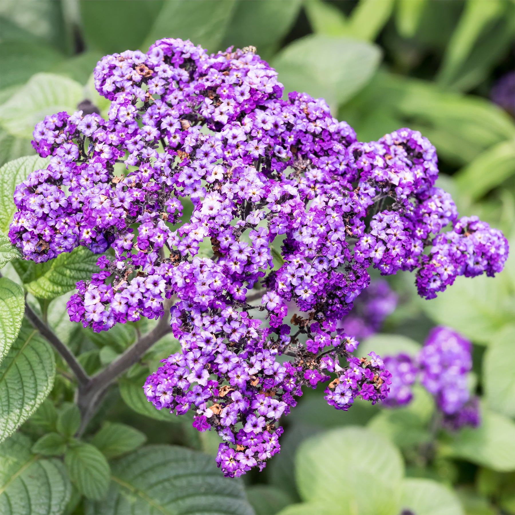 Vanilleblume (x3) - Heliotropium peruvianum - Willemse