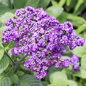 Vanilleblume (x3) - Heliotropium peruvianum - Willemse