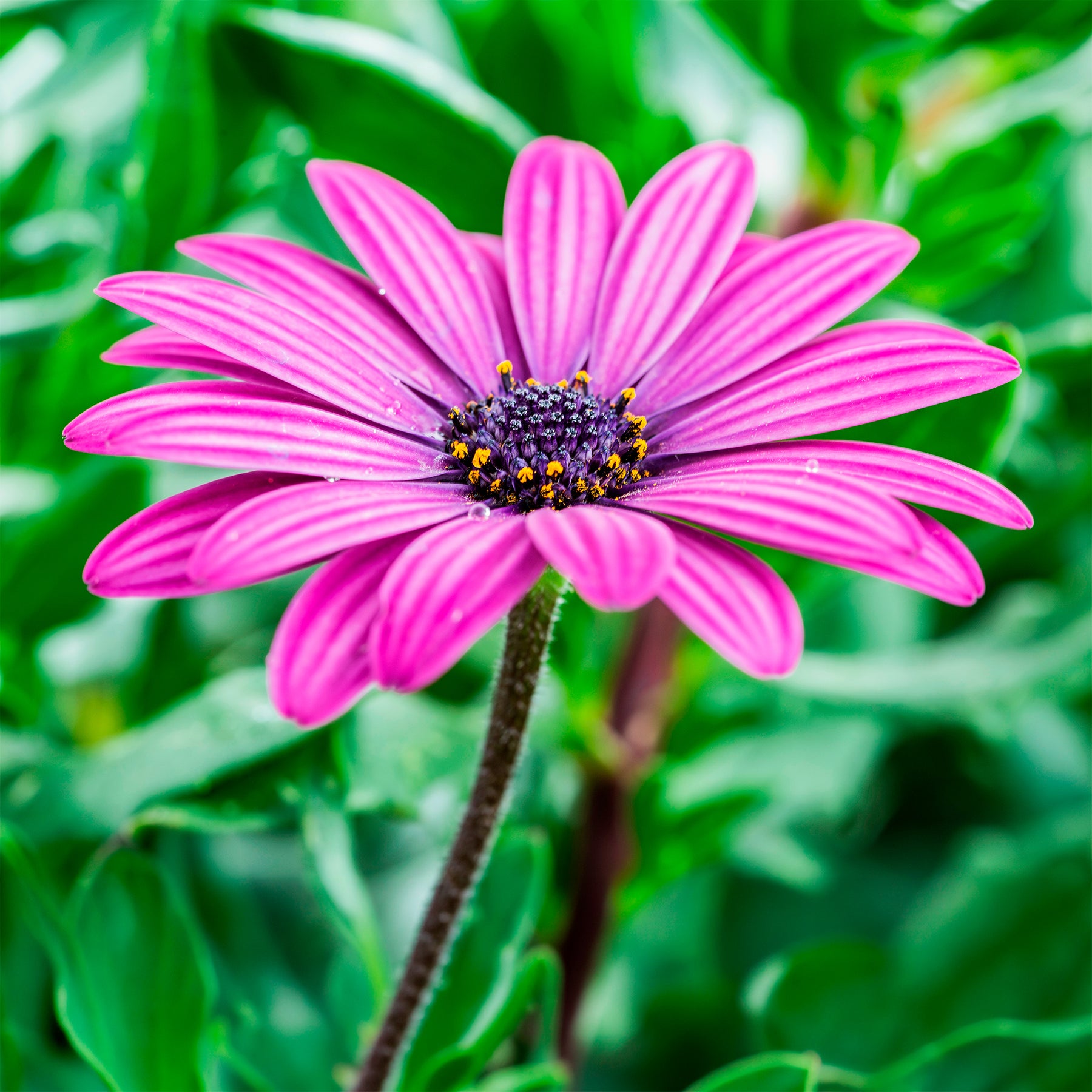 Kapmargeriten Purpur (x3) - Osteospermum margarita purple - Willemse