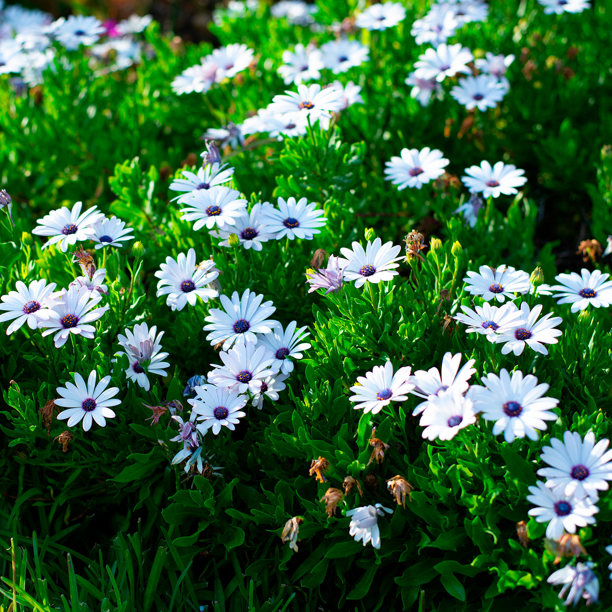 Kapmargerite Weiß (x3) - Osteospermum margarita white - Willemse