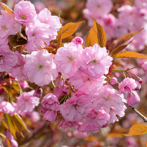 Japanische Blütenkirsche Kanzan - Prunus serrulata Kanzan - Willemse