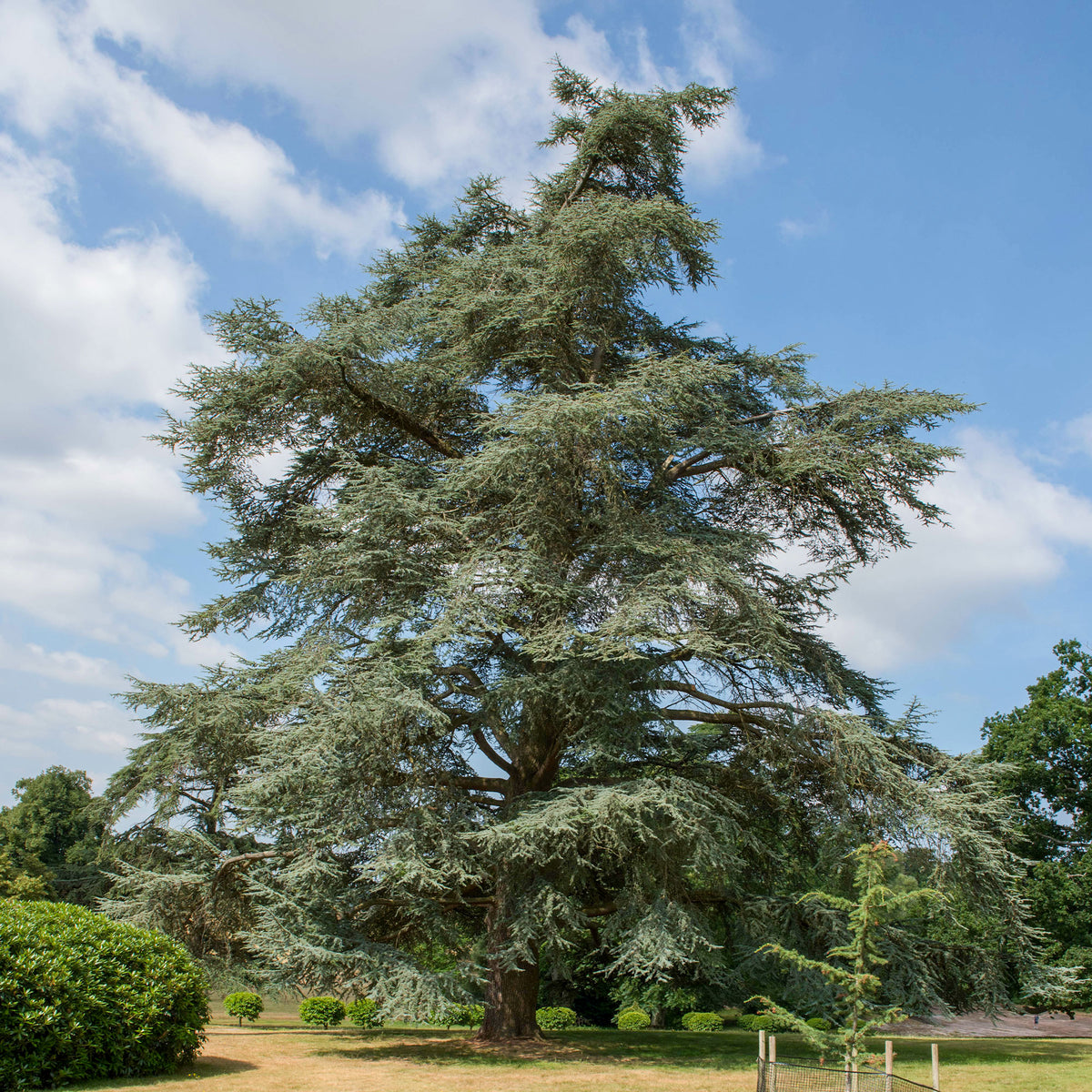 Zeder - Cedrus für dauerhafte Gartenstruktur