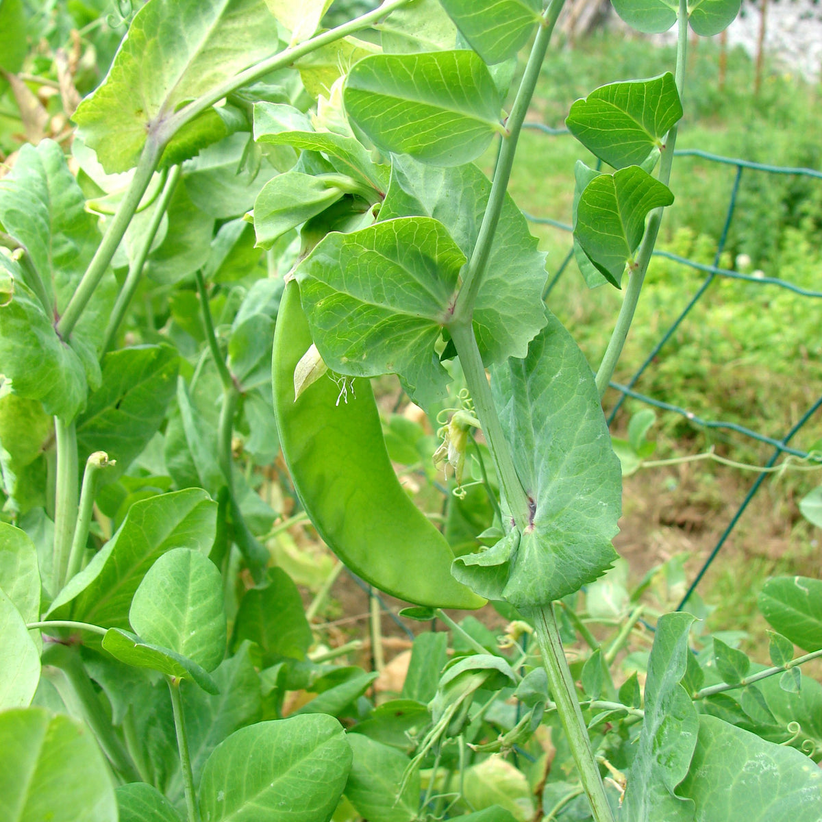 Zuckerschoten Héraut - Pisum sativum héraut - Willemse