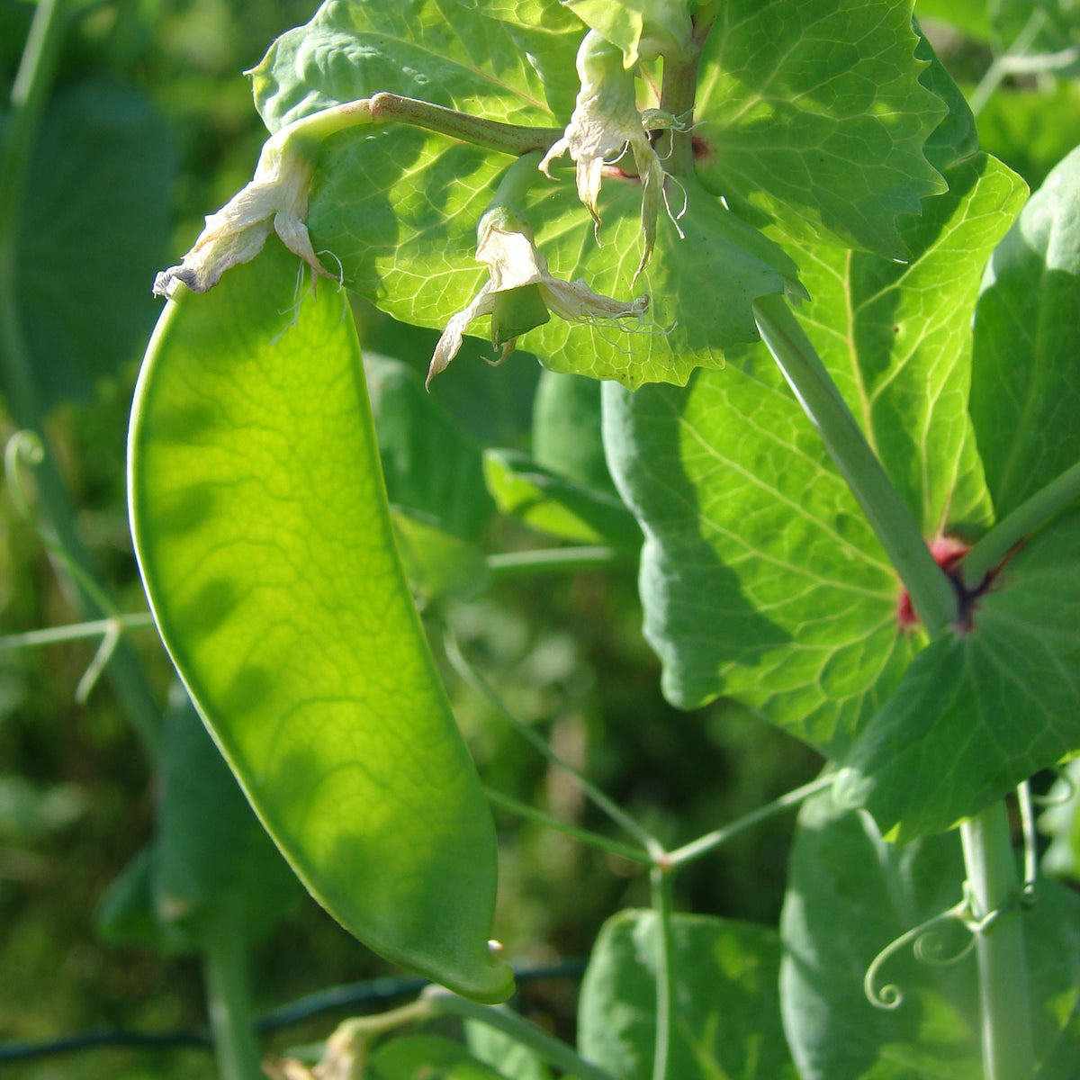 Zuckerschoten Héraut - Willemse