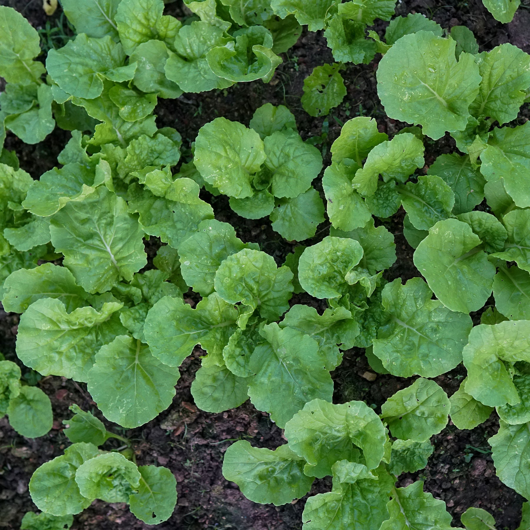 Herbstrübe grün - Willemse