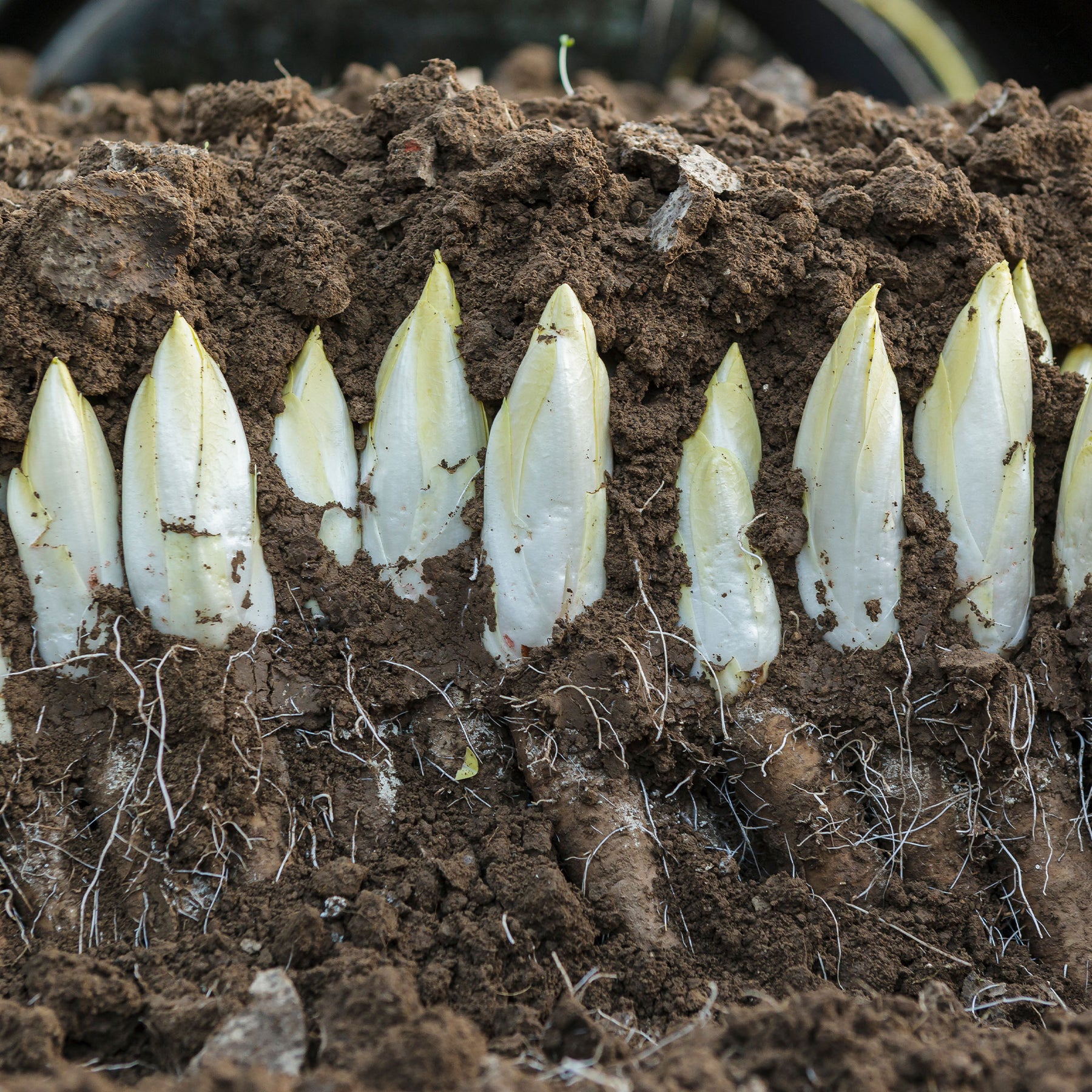 Cichorium intybus mechelse middelvroeg - Zichorie ‘Mechelse Middelvroeg’ Bio - Samen für Salate