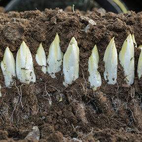 Cichorium intybus mechelse middelvroeg - Zichorie ‘Mechelse Middelvroeg’ Bio - Samen für Salate