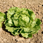 Bataviasalat ‘Great Lakes 659’ - Willemse