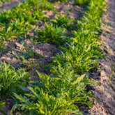 Rucola Rocky Wild Bio - Diplotaxis selvatica rocky wild - Willemse