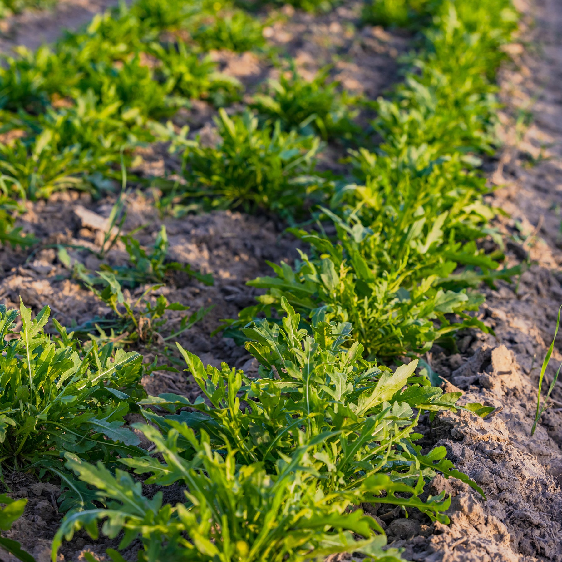 Rucola Rocky Wild Bio - Diplotaxis selvatica rocky wild - Willemse