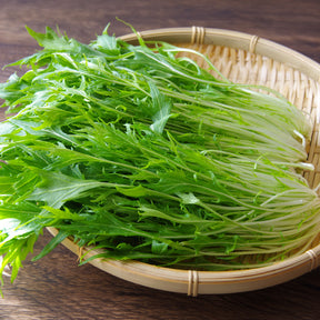 Japanischer Salatkohl Mizuna Bio - Willemse