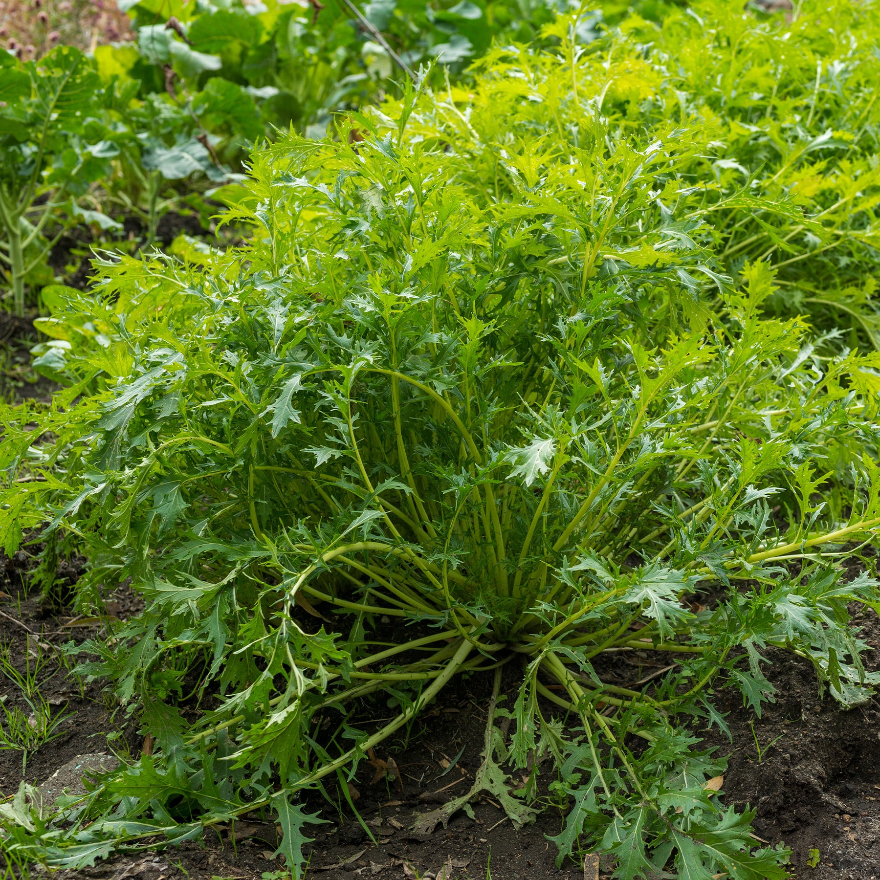Japanischer Salatkohl Mizuna Bio - Brassica rapa japonica mizuna - Willemse