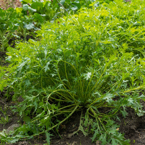 Japanischer Salatkohl Mizuna Bio - Brassica rapa japonica mizuna - Willemse
