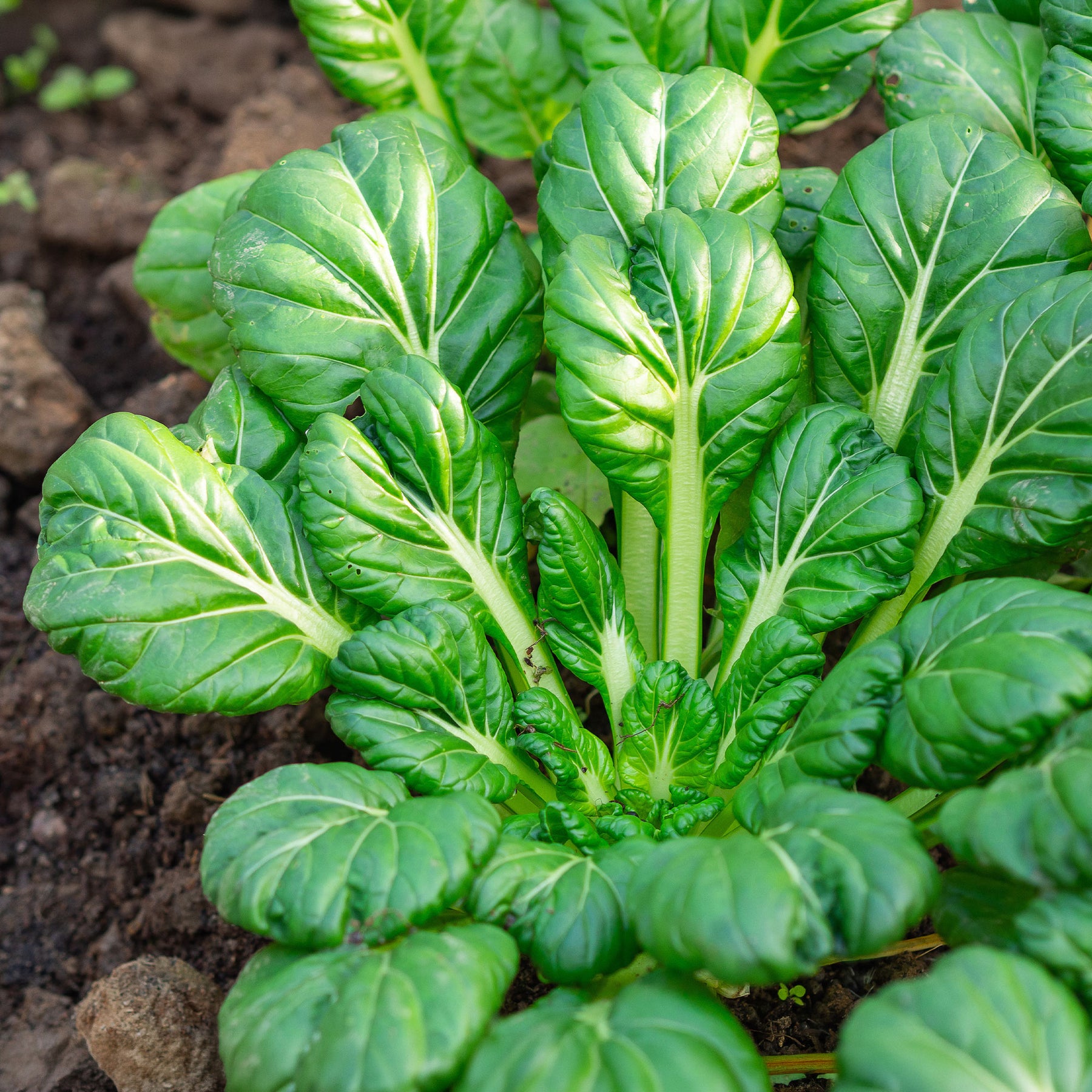 Chinakohl ‘Tatsoi’ Bio - Brassica rapa rosularis - Willemse