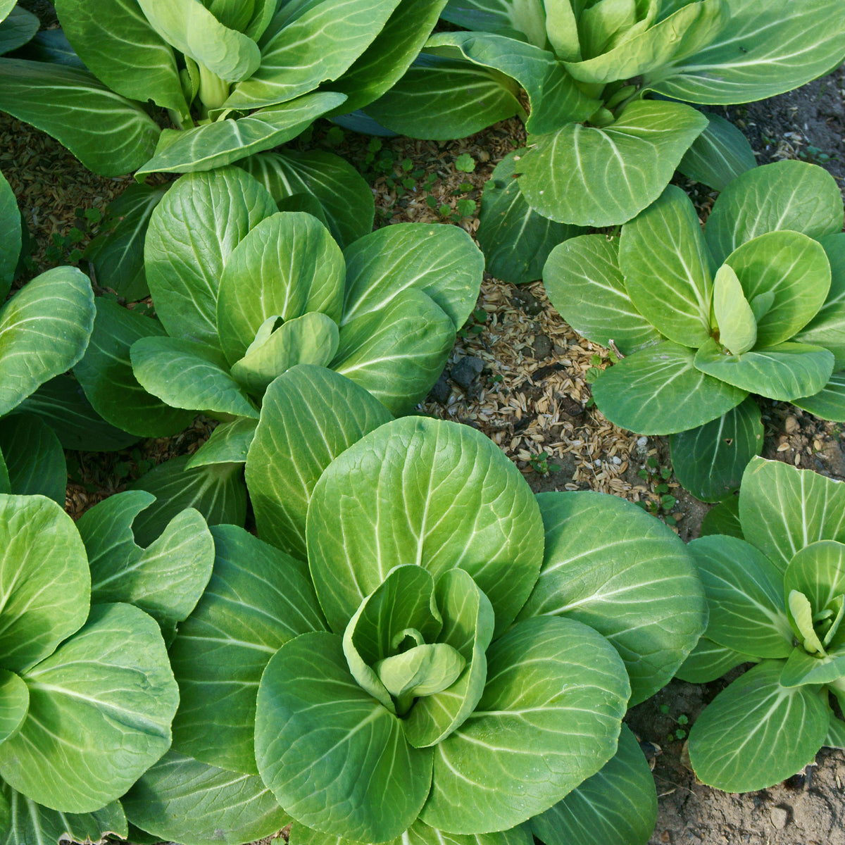 Verkauf Pak Choi ‘Green Fortune’ F1 - Brassica campestris chinensis green fortune