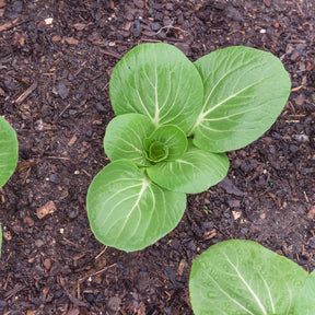 Pak Choi ‘Green Fortune’ F1 - Brassica campestris chinensis green fortune - Willemse