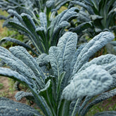 Palmkohl ‘Nero di Toscana’ Bio - Willemse