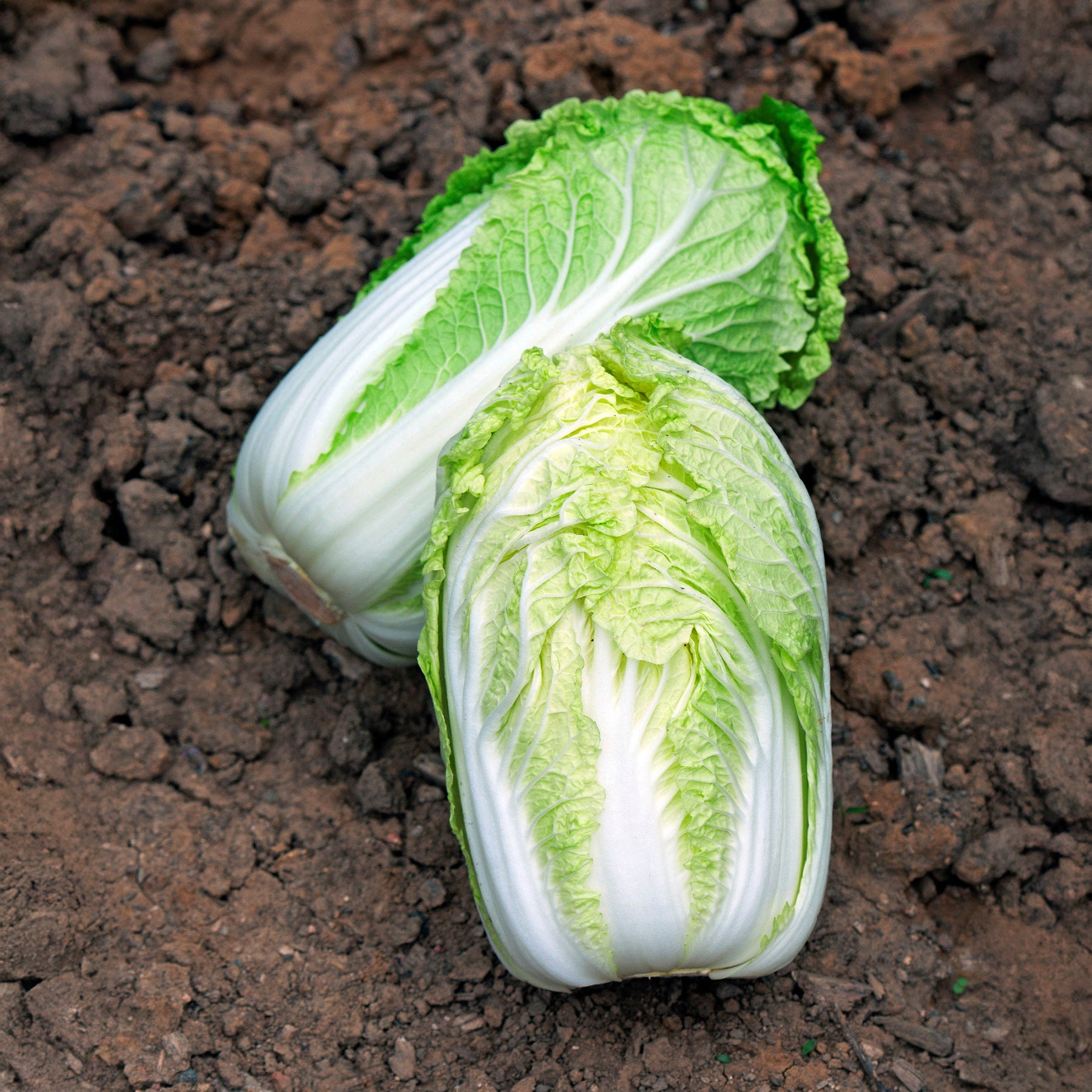 Chinakohl ‘Spectrum’ F1 - Brassica pekinensis spectrum f1 - Willemse