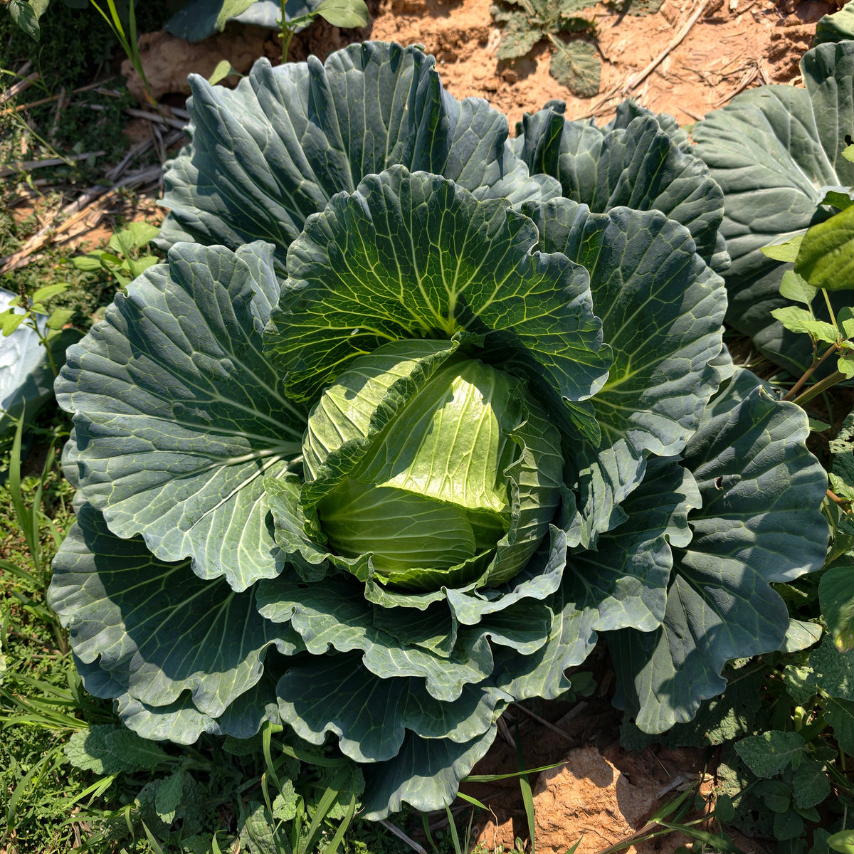Weißkohl ‘De Brunswick’ - Brassica oleracea capitata de brunswick - Willemse