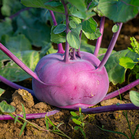 Kohlrabi violett ‘Blaro’ Bio - Brassica oleracea blaro - Willemse
