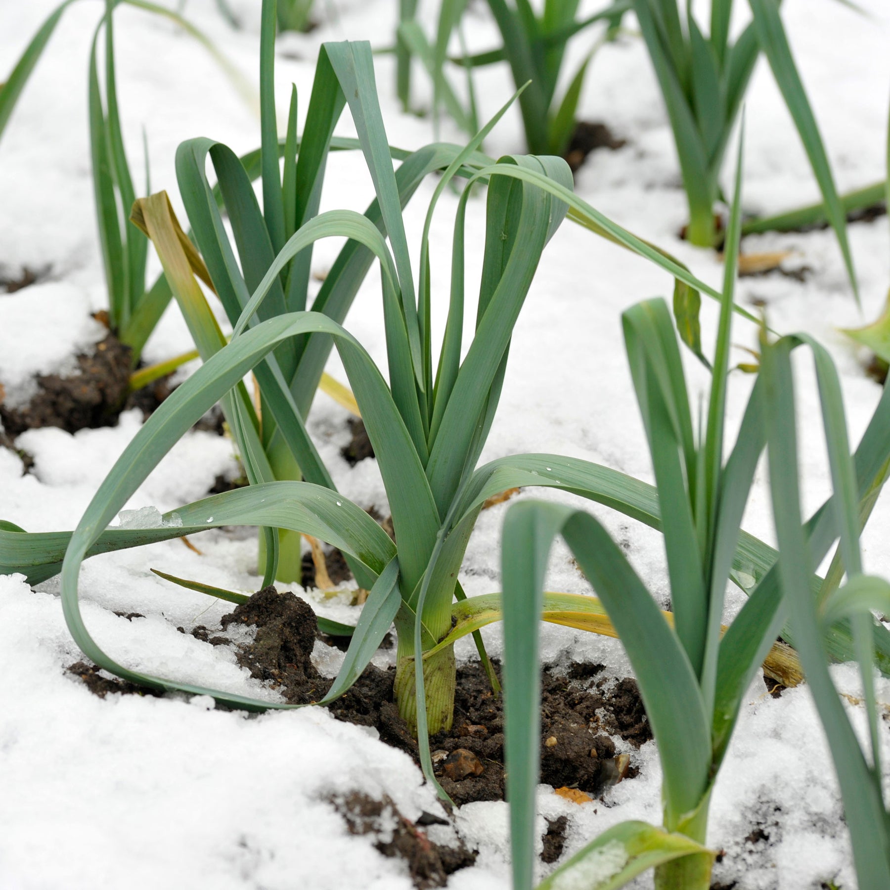 Porree ‘Farinto’ (Blau d’hiver) - Allium porrum bleu d'hiver farinto - Willemse