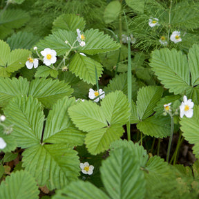 Fragaria vesca ruegen - Walderdbeere ‘Rügen’ - Andere Obst-Saatgüter