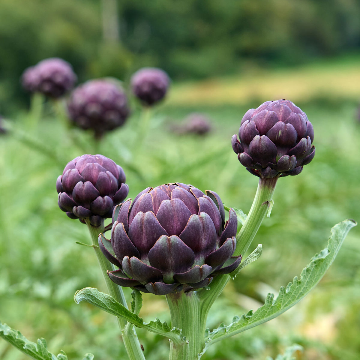 Artischocke ‘Violet de Provence’ - Willemse