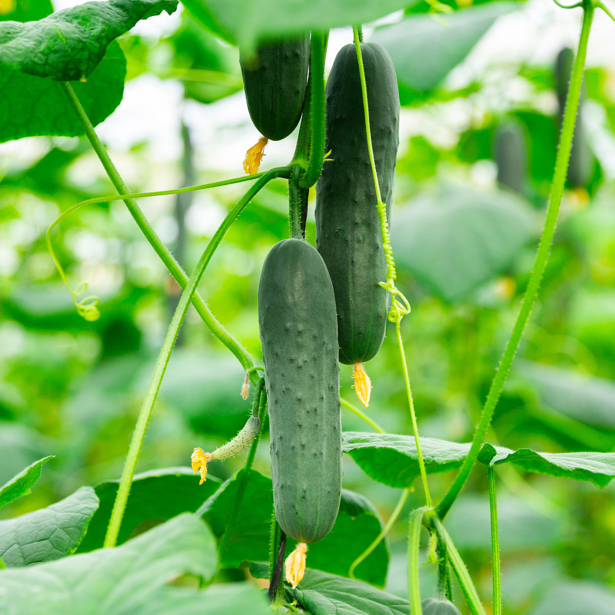 Samen für Gurken - Gurke Mini Broumana F1 - Cucumis sativus mini broumana f1