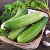 Gurke Sonja F1 Bio - Willemse