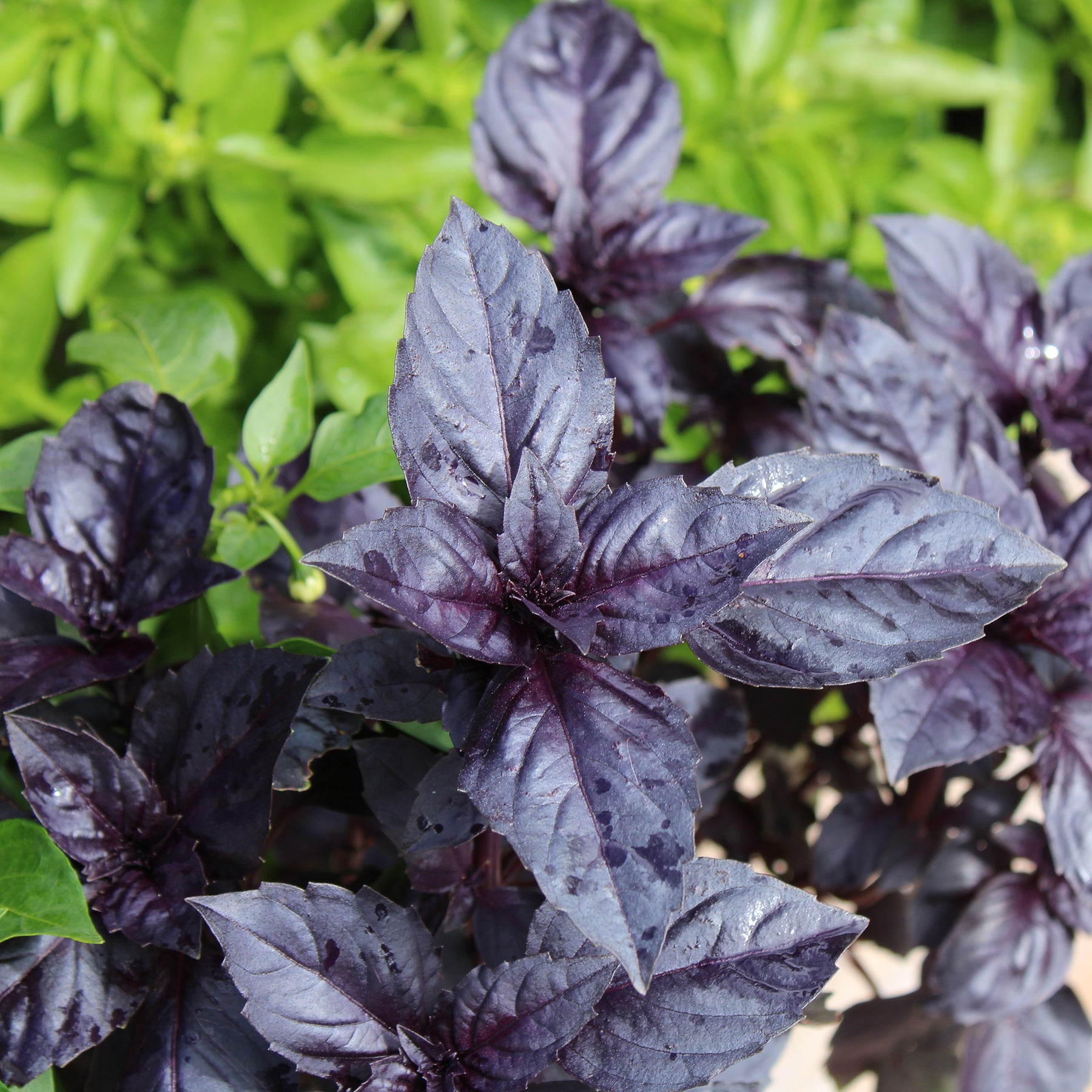 Rotblättriger Basilikum Dark Opal Bio - Ocimum basilicum dark opal - Willemse