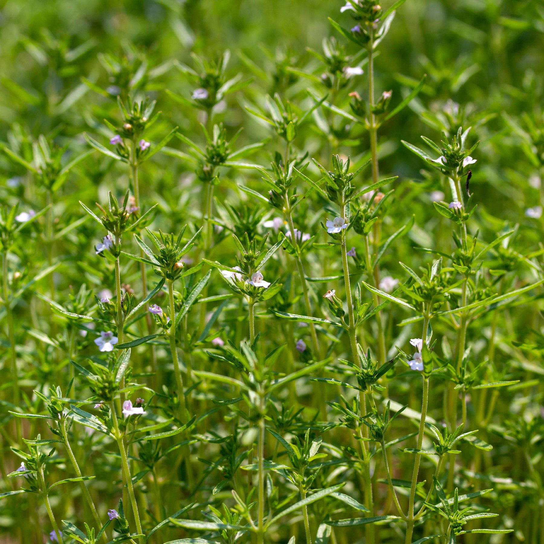Gewöhnliches Bohnenkraut Bio - Willemse