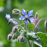 Borretsch Blau Bio - Borago officinalis - Willemse